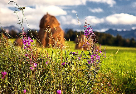 flowers wildflowers, haymaking, harvest, the background, meadow, grass, green