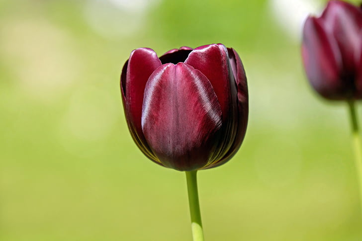 Tulipa, flor, flor, flor, flors, porpra, color intens
