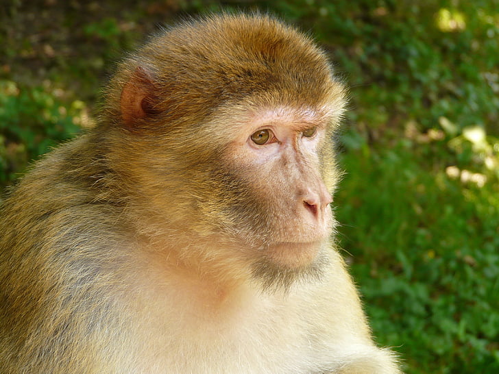 Monkey mountain, abe, Salem, Barbary ape, dyr, Wildlife, pattedyr