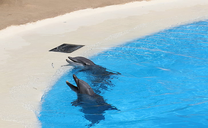 dofins, piscina, delfinari, mamífer, Loro Parque, Tenerife, Visualització prèvia