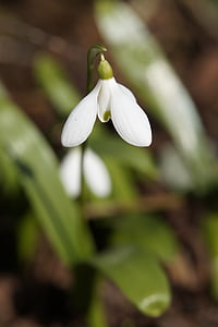 Snowdrop, presagi de la primavera, primavera, flor, flor, natura, blanc