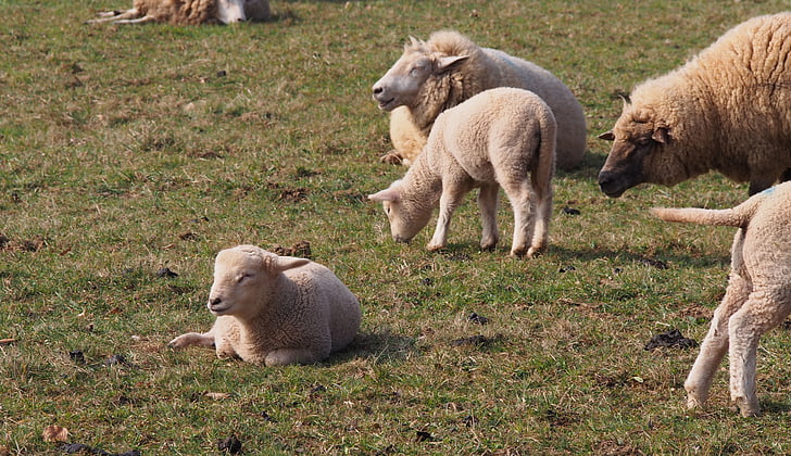 fåren, lamm, lammen, påsk, djur, ull, våren