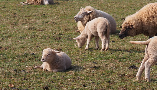 moutons, agneau, agneaux, Pâques, animal, laine, printemps