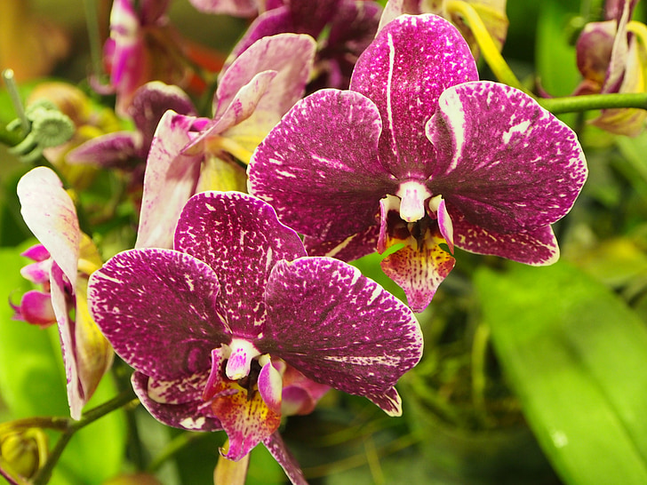 orchidea, pillangó a falkland-szigetek, lila, spot