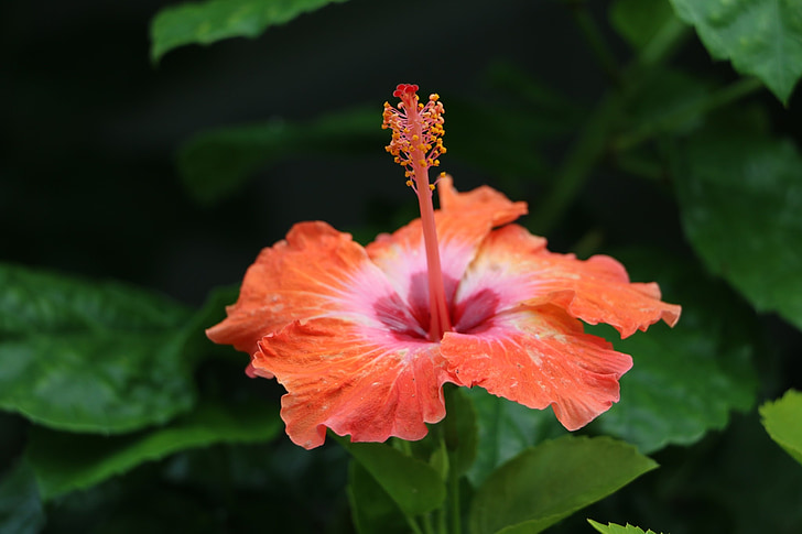 Hibiscus, kvet, červená, kvet, exotické, Havaj