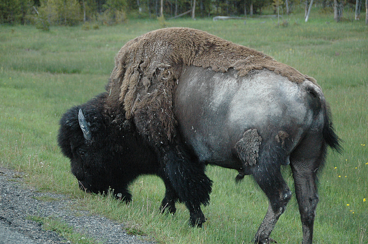 Bison, Yellowstone, zviera, divoké