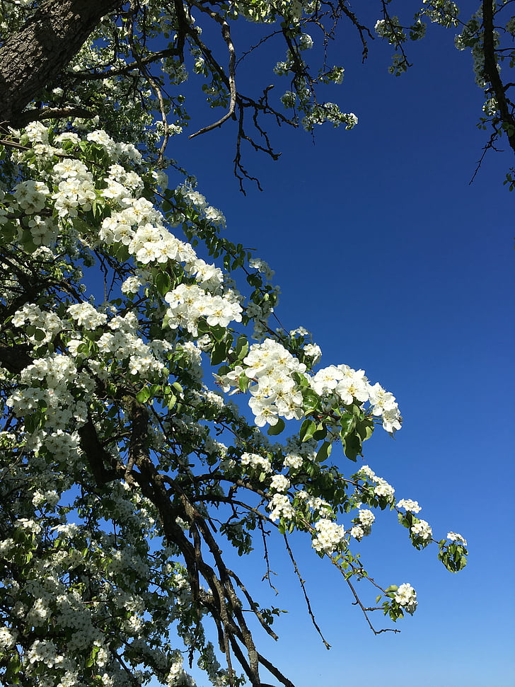 синьо небе, Sommer, бяло, цвете