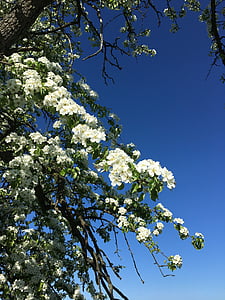 Голубое небо, Зоммер, Белый, цветок