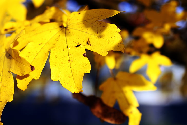 hojas, amarillo, otoño, follaje de otoño, colorido, Arce, planta