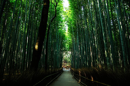 Kyoto, Jaapan, looduslik, bambusest, roheline, bambusest metsa, mõned maitse
