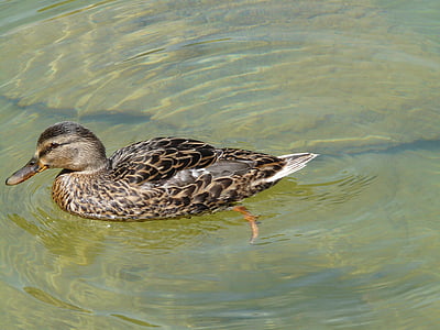 патица, зеленоглава патица, Анастас platyrhynchos, патици, животните, плуване, езерото