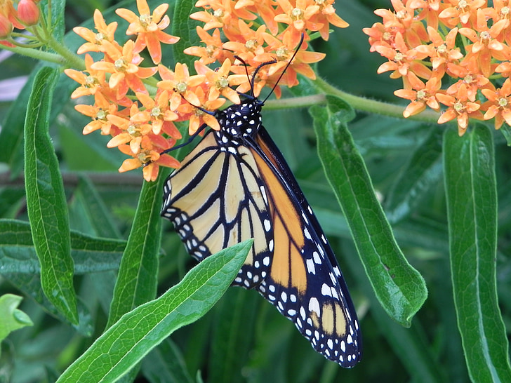 Monarch motýl, milkweed, motýl, hmyz, Příroda, zahrada