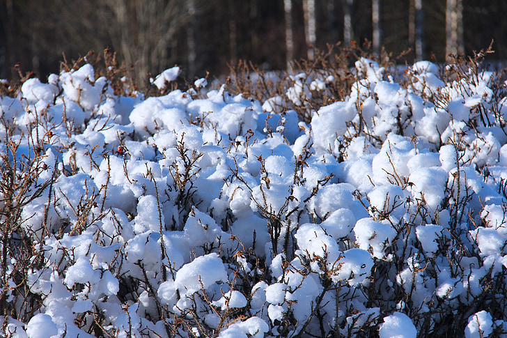 neu, l'hivern, fred, bonica, blanc, únic, Dalarna