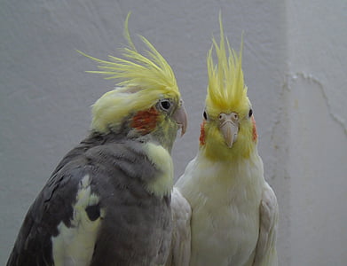 Calopsitte élégante, perroquet, Cockatoo, oiseau, Closeup, animaux, Australie