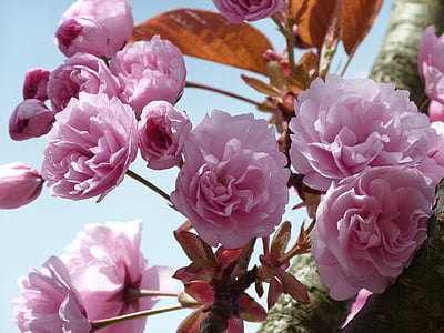 桜の花, 空, ツリー, ピンク, 春, 自然, 支店
