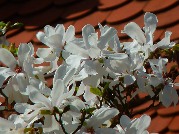 magnolia, white blossom, tree, blossom, bloom