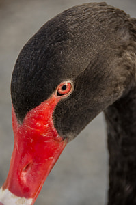 Swan, svart svan, röd näbb, ansikte, öga, vilda, infödda