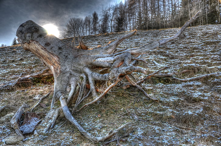 tree, root, hdr