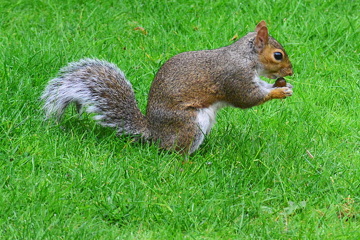 esquirol gris, rosegador, esquirol, animal, mamífer, menjar torrades, herba