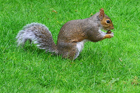 grey squirrel, rodent, squirrel, animal, mammal, eating cobnut, grass