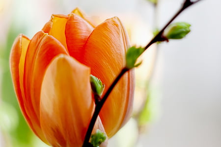 tulip, macro, orange, blossom, bloom, nature, plant