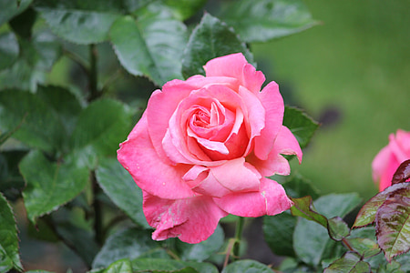 Rose, divje, rdeča, rdečo vrtnico, divjih vrtnic, divjih rdečih vrtnic