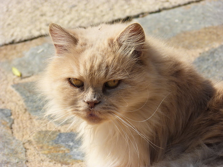 Persian cat, skatieties, kaķis