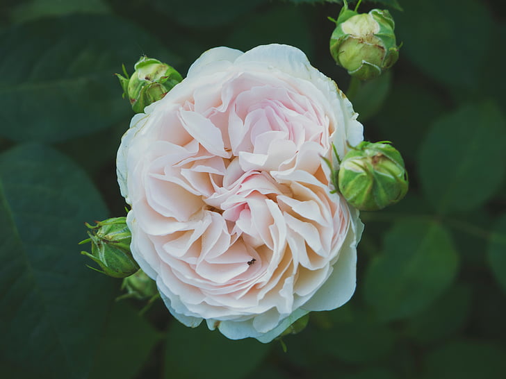 closeup, nuotrauka, rožinė, Rožė, gėlė, žydėti, žalia