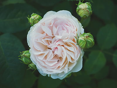Closeup, Foto, Rosa, stieg, Blume, Bloom, Grün