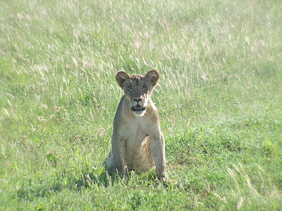 cachorro de León, León, gato montés, depredador, carnívoros, animal, Kenia