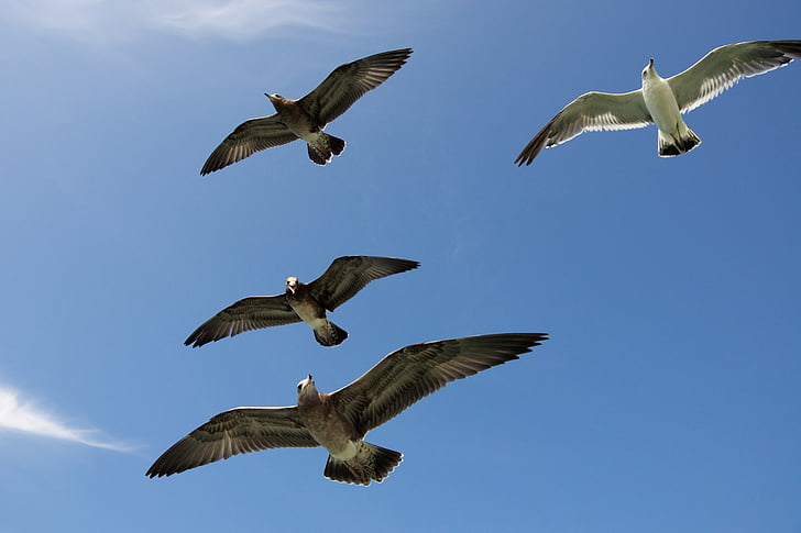 seagulls, gulls, seabird, sea, bird, flying, flight