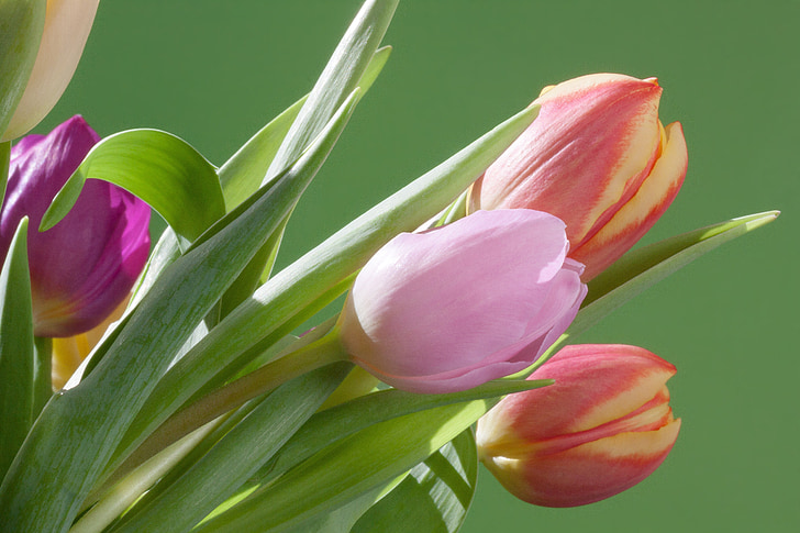 Тюльпаны, Букет, Весна, Природа, Цветы, schnittblume, Блоссом