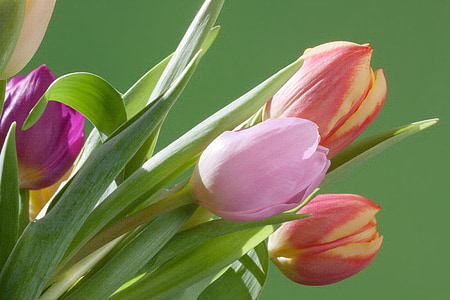 tulpės, puokštė, pavasarį, Gamta, gėlės, schnittblume, žiedų