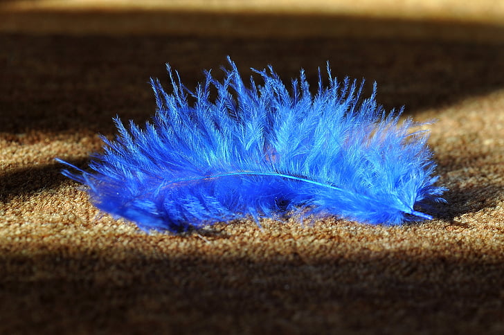 spring, blue, animal springs, bird feather, airy, slightly, tender