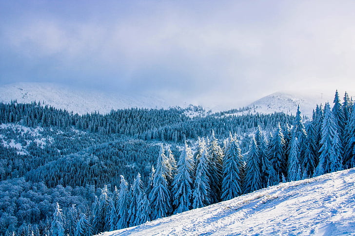 Rumænien, landskab, naturskønne, bjerge, vinter, sne, skov
