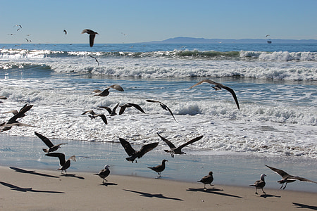 Ozean, Meer, Entspannen Sie sich, Strand, Ufer, Wellen, Vögel