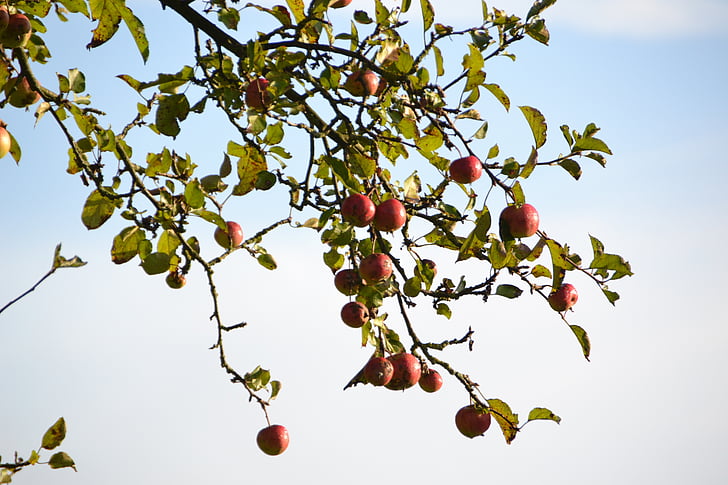 アップル, 自然, リンゴの木