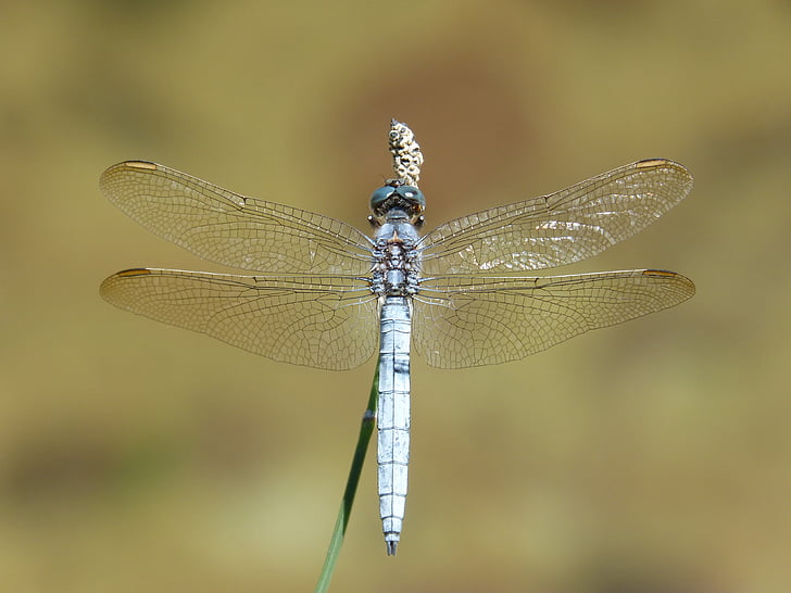 dragonfly biru, batang, lahan basah, orthetrum cancellatum, capung, Sungai