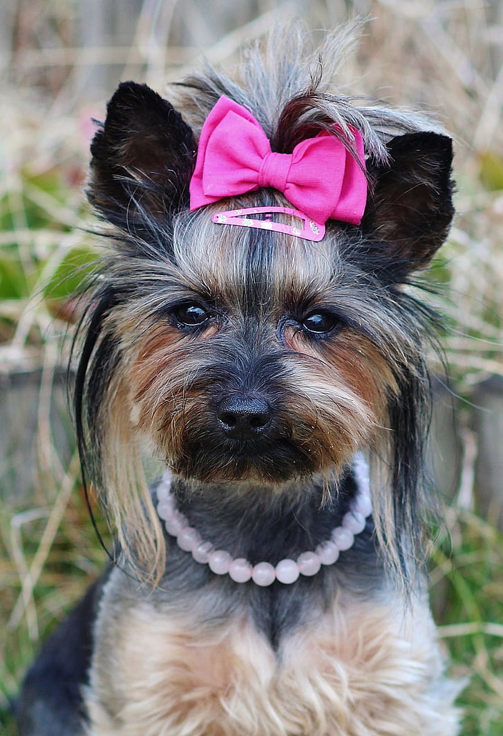yorkie, pretty, pink bow, dog, nice, pets, looking at camera
