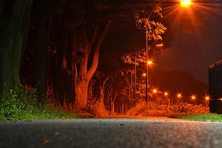 noapte, distanţă, Avenue, timp de expunere, natura, copaci, Rin