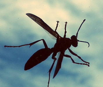 wasp, glass, windshield, sky, clouds, blue, silhouette
