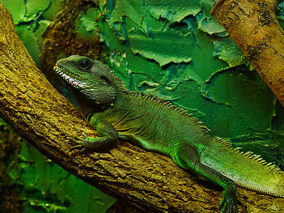 Camaleão, verde, animal, criatura, réptil, lagarto, pele