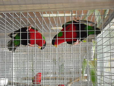 parakeets, small parrots, birds, colorful, red and green, torque, pets