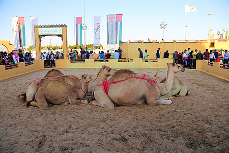καμήλα, παγκόσμιο χωριό, φόντο