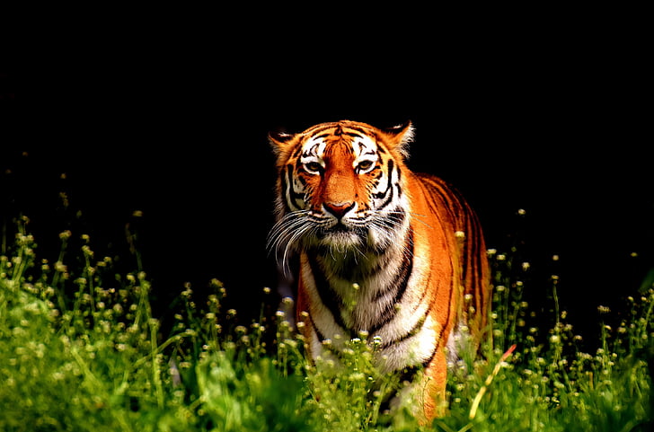 Tygrys, drapieżnik, futro, piękne, niebezpieczne, Kot, przyrodnicza