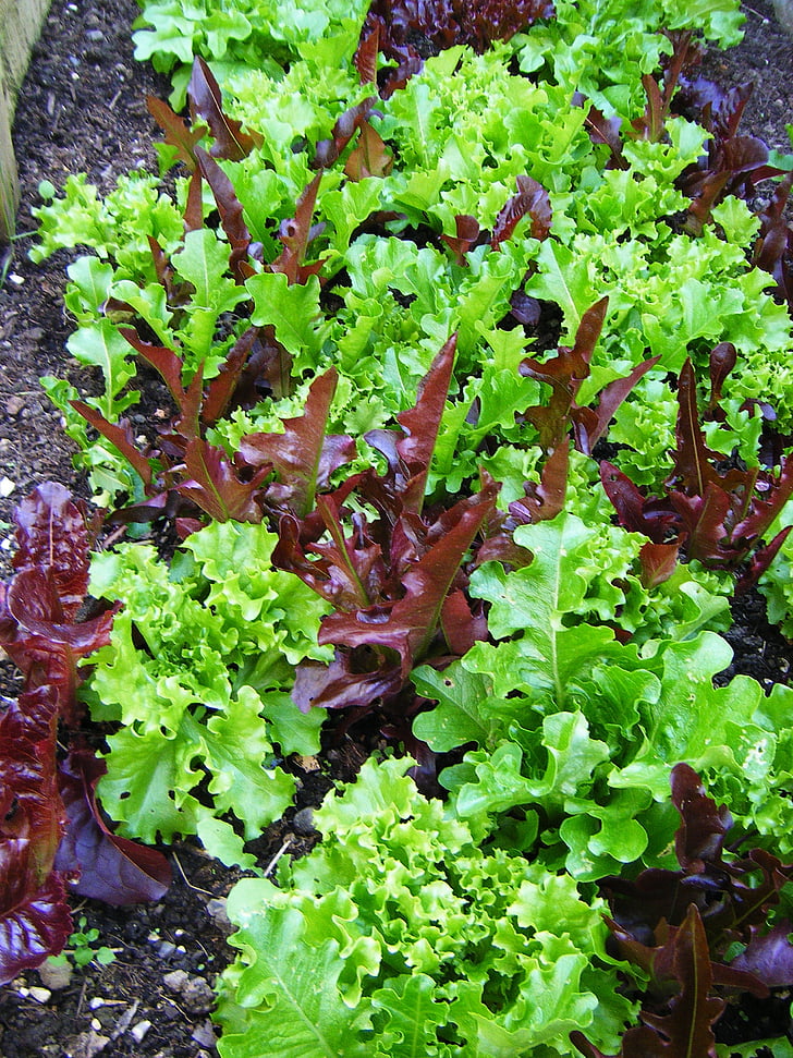 salata, lišće, zelena salata