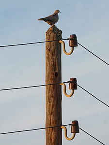 turtledove, electric pole, power line, old, outdated, insulators