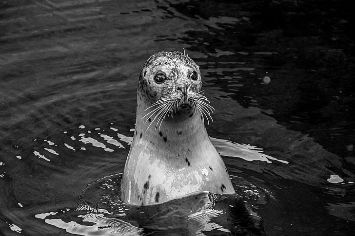 Seal, Robbe, hoofd, water, gewekt, zwemmen