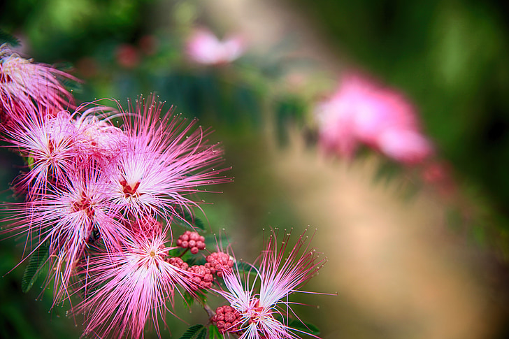 puff flower, pink flutter flower, red acacia, nature, flower, summer, plant