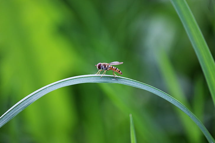 μύγα, έντομο, λεπίδα του χόρτου, γέφυρα, ισορροπία, καμάρα, φύση